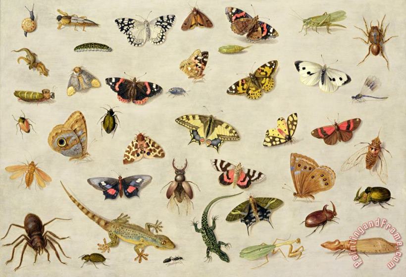 Jan Van Kessel A Study Of Insects Art Print
