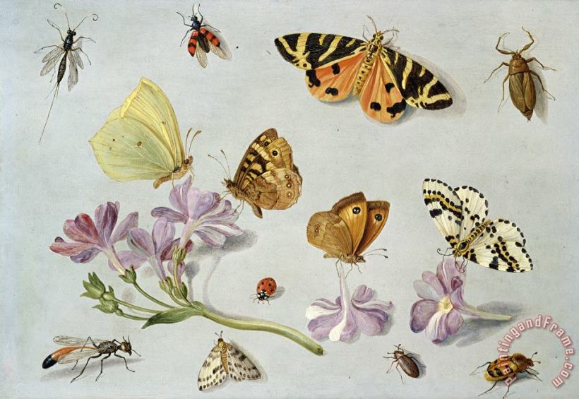 Butterflies painting - Jan Van Kessel Butterflies Art Print