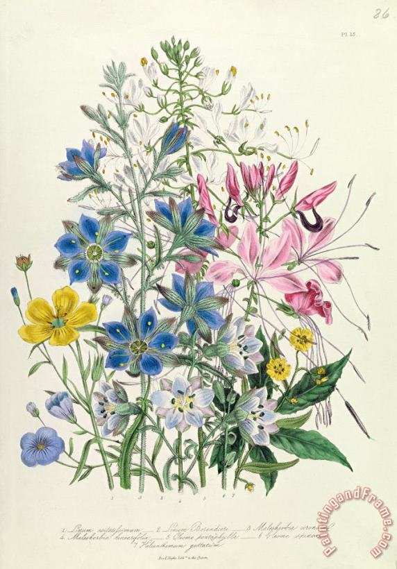 Cornflower painting - Jane Loudon Cornflower Art Print