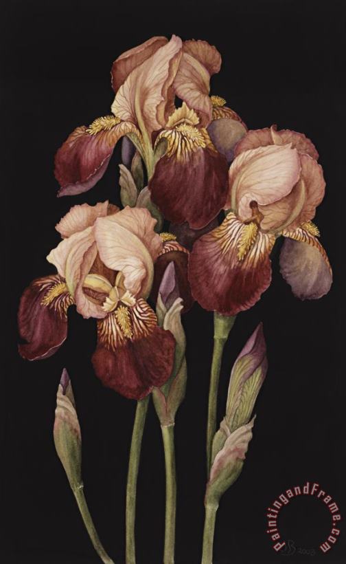 Irises painting - Jenny Barron Irises Art Print