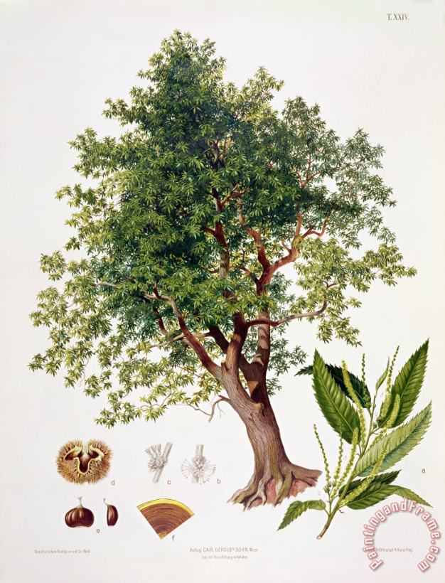Sweet Chestnut painting - Johann Kautsky Sweet Chestnut Art Print