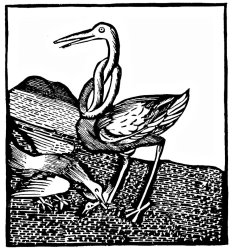 Johannes de Cuba Stork Wood Engraving