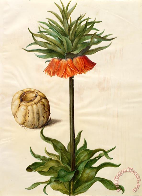 Johannes Simon Holtzbecher Fritillaria Imperialis Art Print