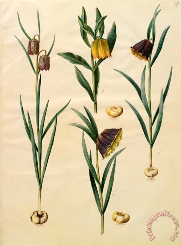 Johannes Simon Holtzbecher Fritillaria Meleagris; Fritullaria Lutea Eller Fritullaria Latifolia Var Lutea; Fritillaria Pyrenaic Art Print