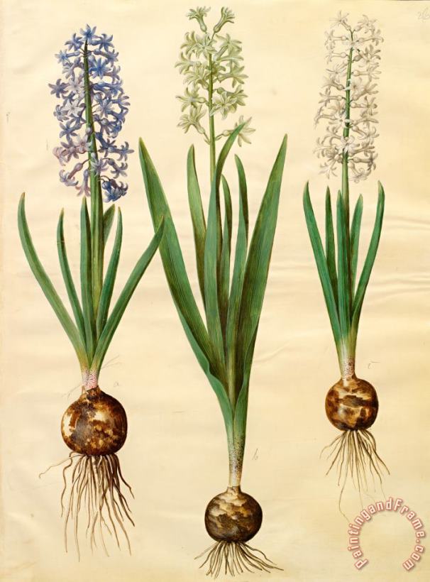 Johannes Simon Holtzbecher Hyacinthoides Orientalis Simp Et Pl Art Print