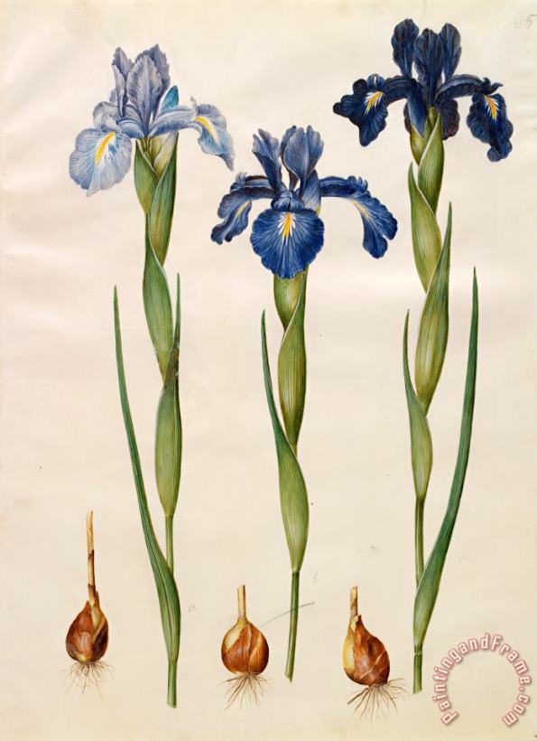 Iris Xiphioides painting - Johannes Simon Holtzbecher Iris Xiphioides Art Print