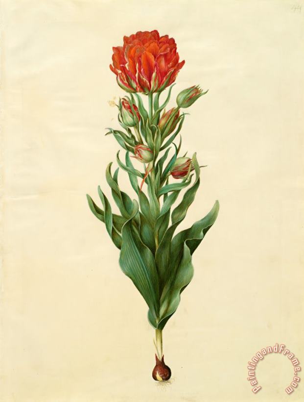 Johannes Simon Holtzbecher Tulipa Gesneriana 2 Art Print