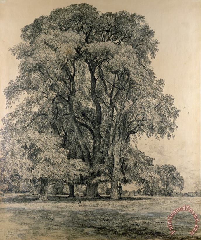 Elm trees in Old Hall Park painting - John Constable Elm trees in Old Hall Park Art Print