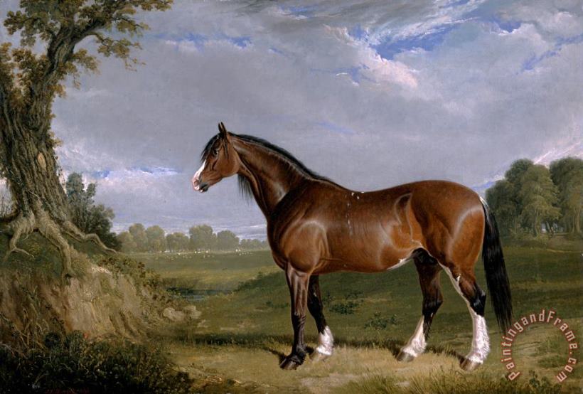 John Frederick Herring A Clydesdale Stallion Art Painting