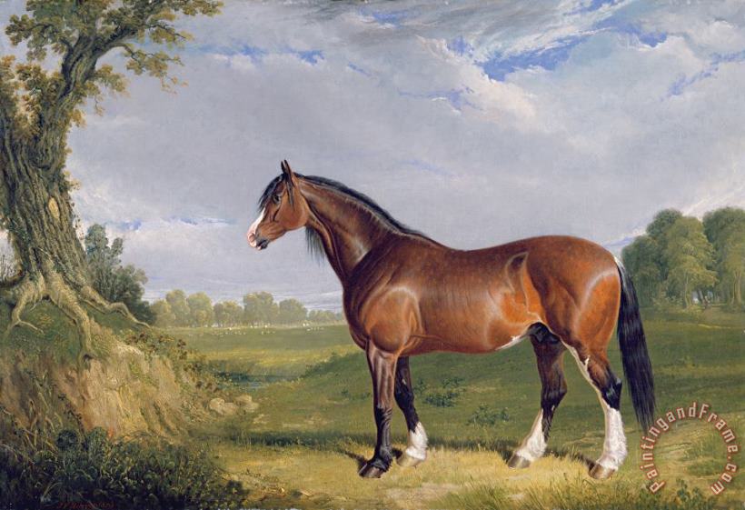 John Frederick Herring Snr A Clydesdale Stallion Art Print