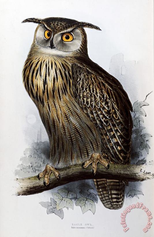John Gould Eagle Owl Art Painting