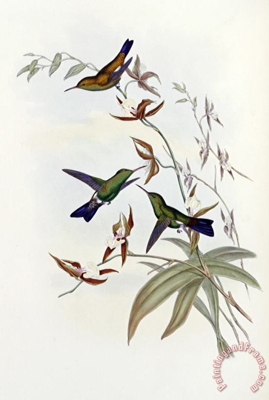 John Gould Family of Hummingbirds Art Painting