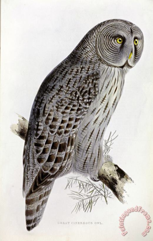 John Gould Great Cinereous Owl Art Painting