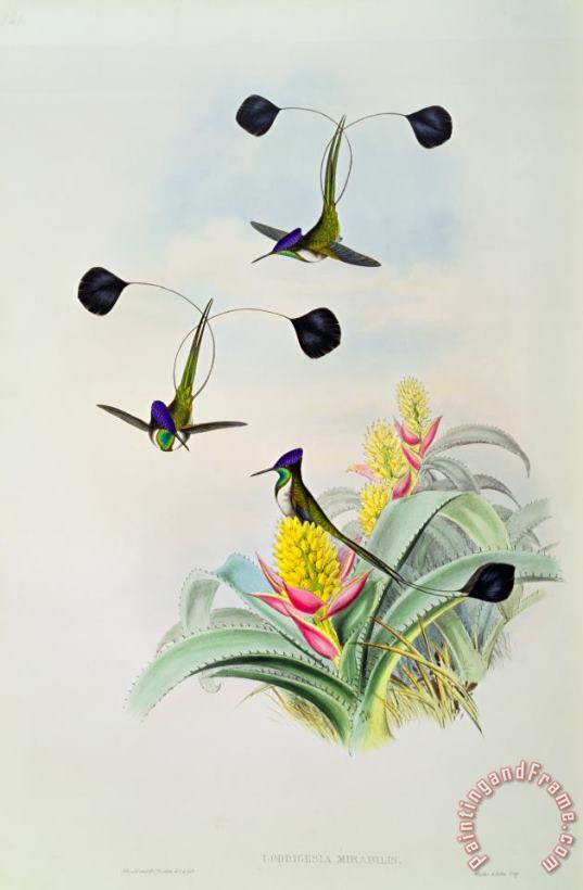Hummingbird painting - John Gould Hummingbird Art Print