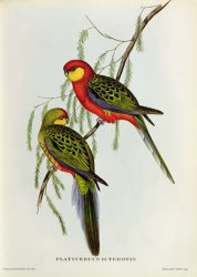 John Gould Platycercus Icterotis