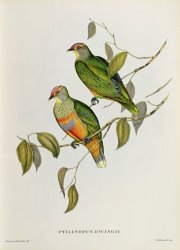 John Gould Ptilinopus Ewingii