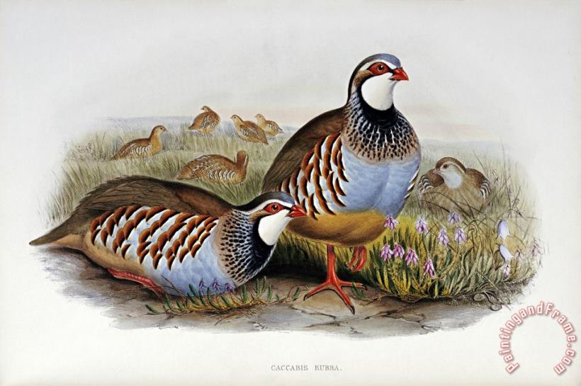 John Gould Red Legged Partridges Art Painting
