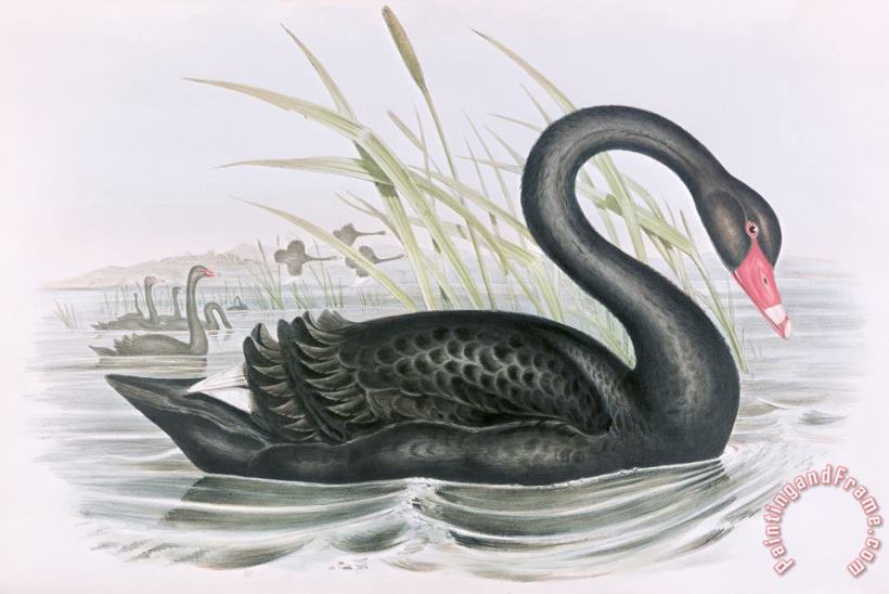 The Black Swan painting - John Gould The Black Swan Art Print