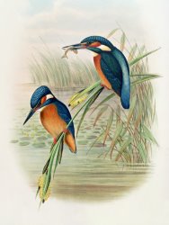 John Gould William Hart Alcedo Ispida Plate From The Birds Of Great Britain By John Gould