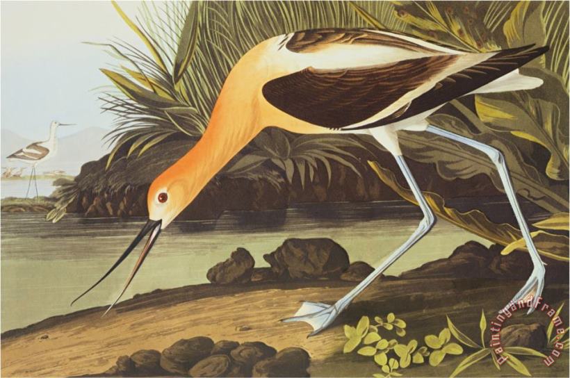 American Avocet painting - John James Audubon American Avocet Art Print