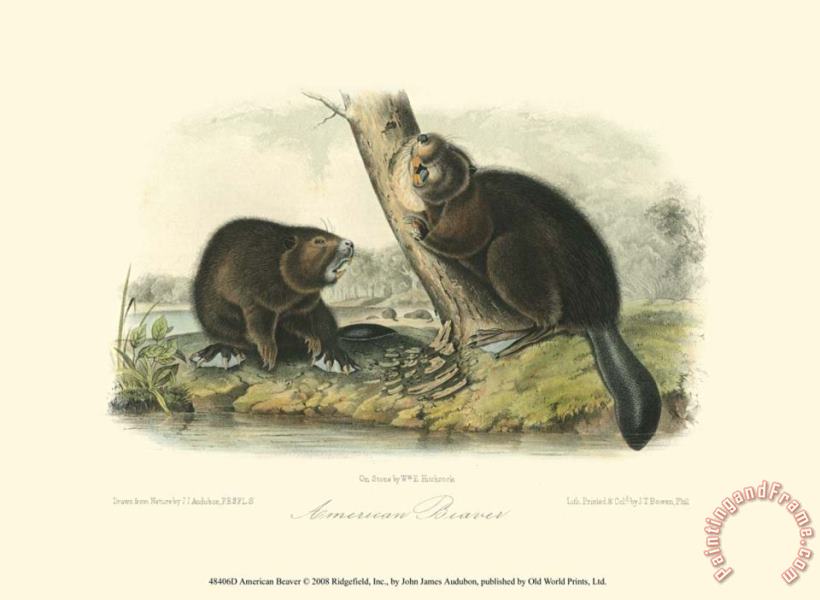 John James Audubon American Beaver Art Print
