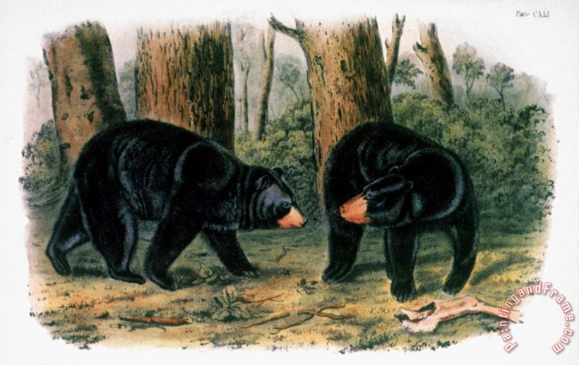 John James Audubon American Black Bear 1844 Art Print