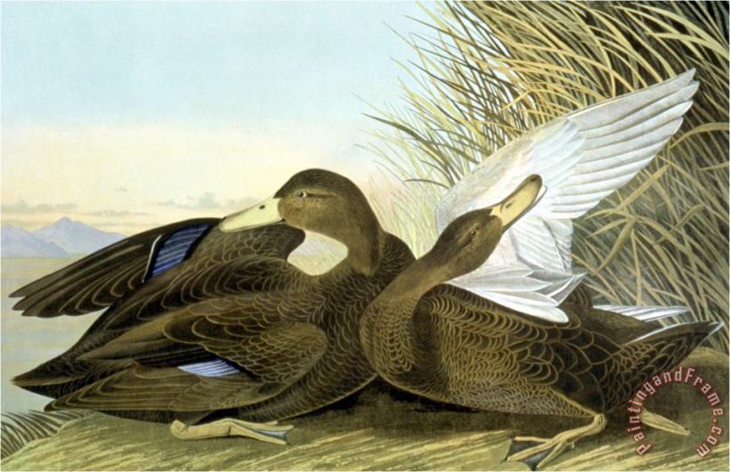 John James Audubon American Black Or Dusky Art Print
