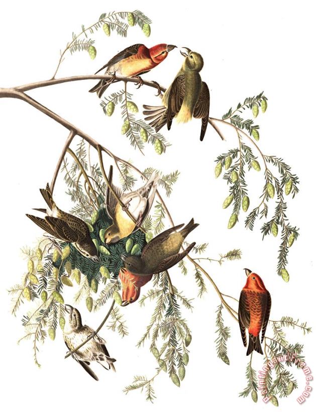 John James Audubon American Crossbill Art Painting