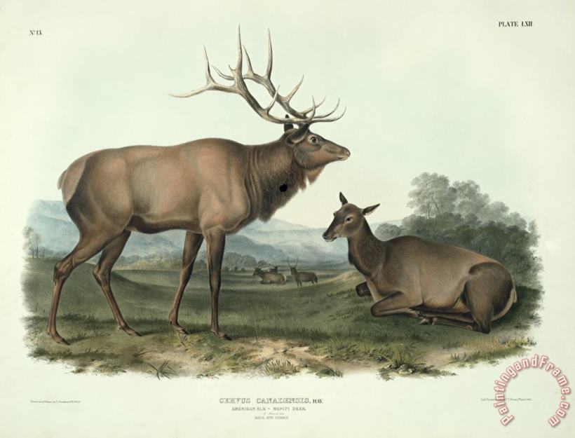 John James Audubon American Elk Art Print