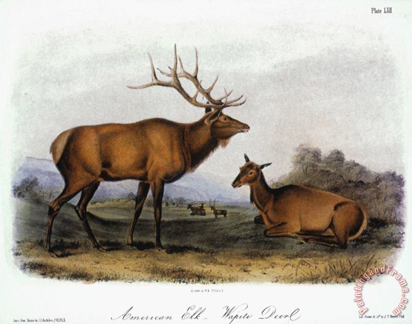 American Elk 1846 painting - John James Audubon American Elk 1846 Art Print
