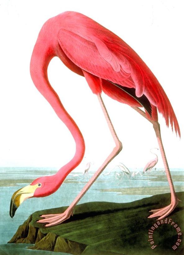 American Flamingo painting - John James Audubon American Flamingo Art Print
