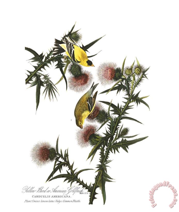 American Goldfinch painting - John James Audubon American Goldfinch Art Print