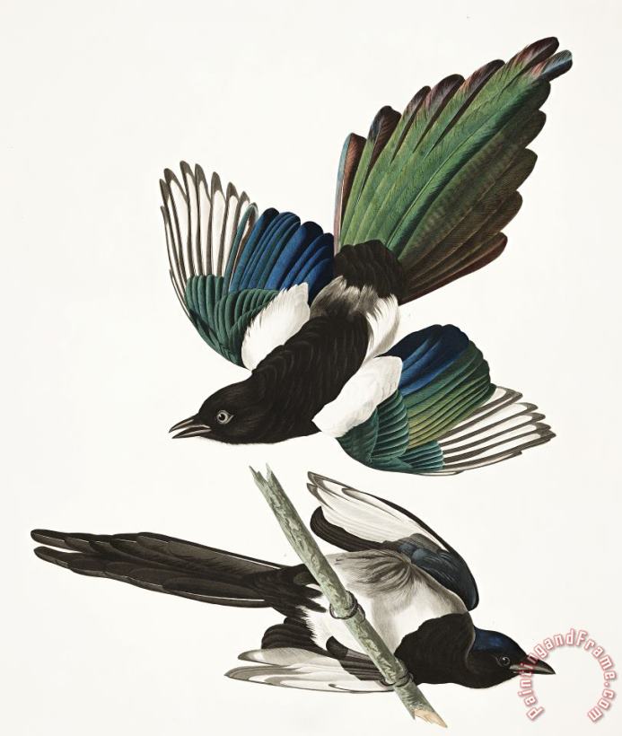 American Magpie painting - John James Audubon American Magpie Art Print