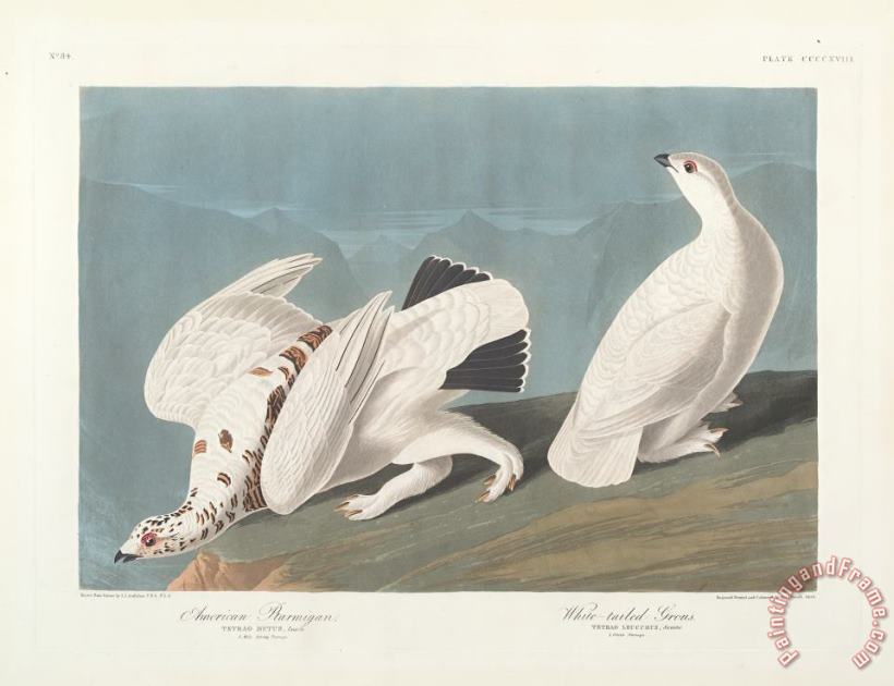 John James Audubon American Ptarmigan Art Print