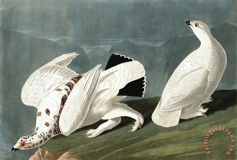 John James Audubon American Ptarmigan, Or White Tailed Grous Art Painting