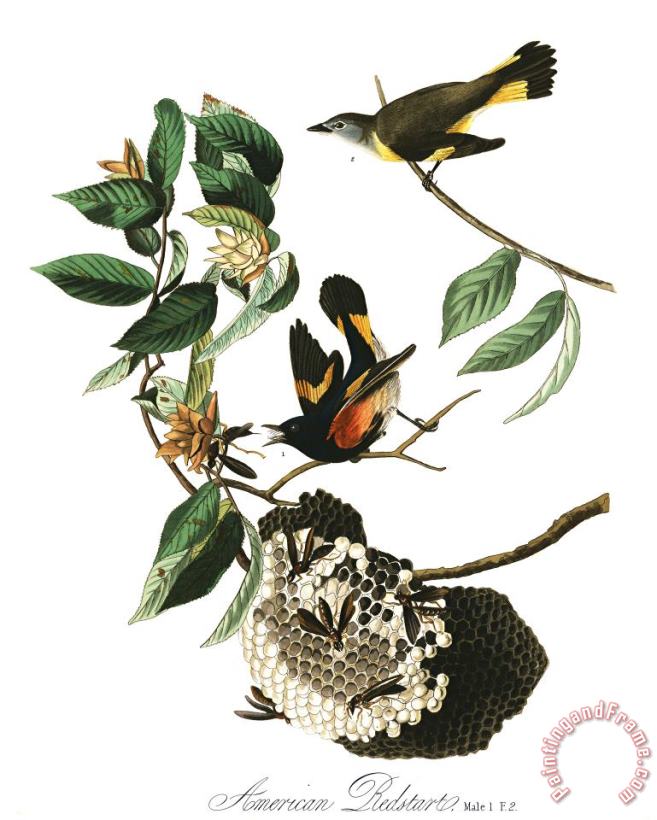 American Redstart painting - John James Audubon American Redstart Art Print