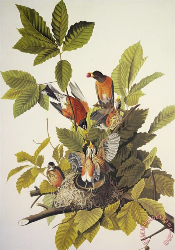 American Robin painting - John James Audubon American Robin Art Print