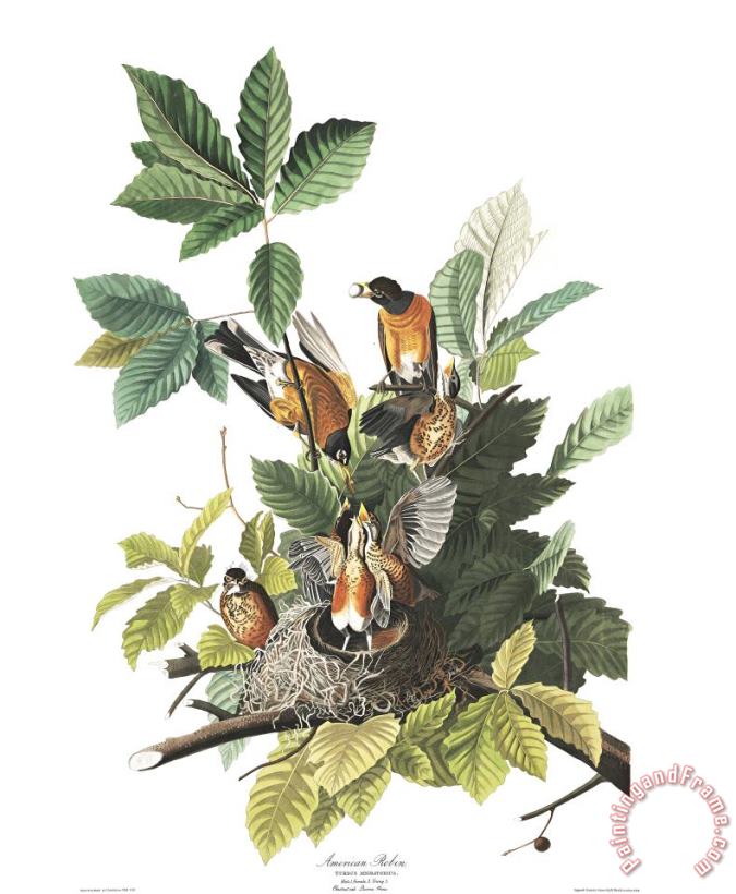 John James Audubon American Robin Art Painting