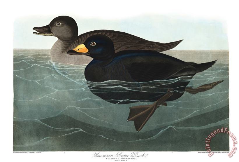 John James Audubon American Scoter Duck Art Painting