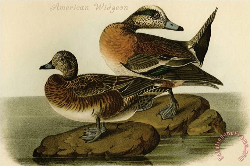 John James Audubon American Widgeon Art Painting