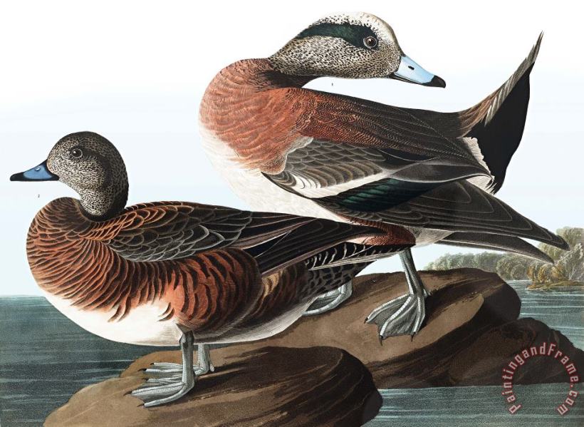 American Widgeon painting - John James Audubon American Widgeon Art Print
