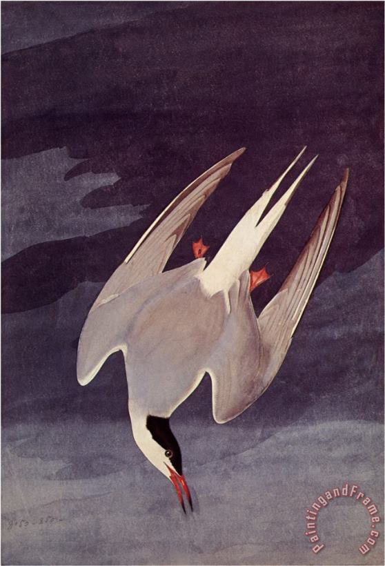 An Artic Tern 1833 painting - John James Audubon An Artic Tern 1833 Art Print