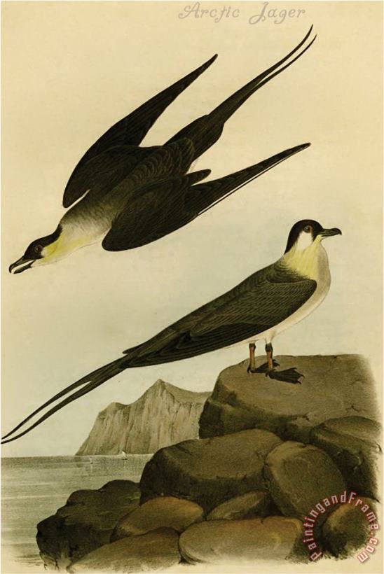 John James Audubon Arctic Jager Art Print