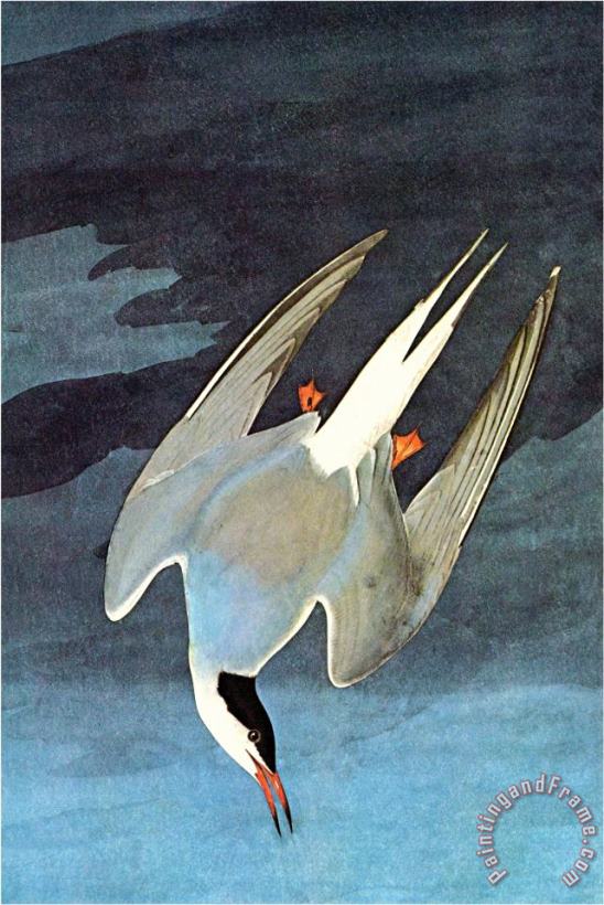 John James Audubon Arctic Tern Art Painting