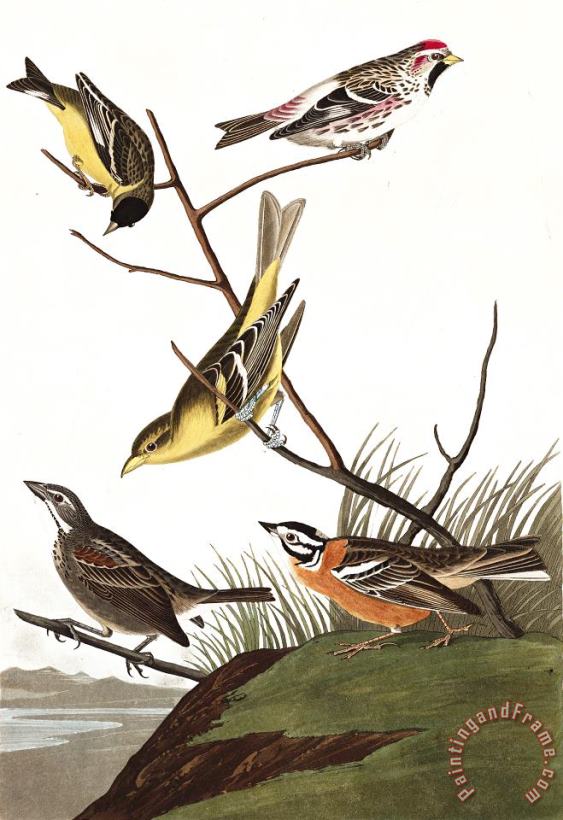 John James Audubon Arkansaw Siskin, Mealy Red Poll, Louisiana Tanager, Townsend's Finch, Buff Breasted Finch Art Painting