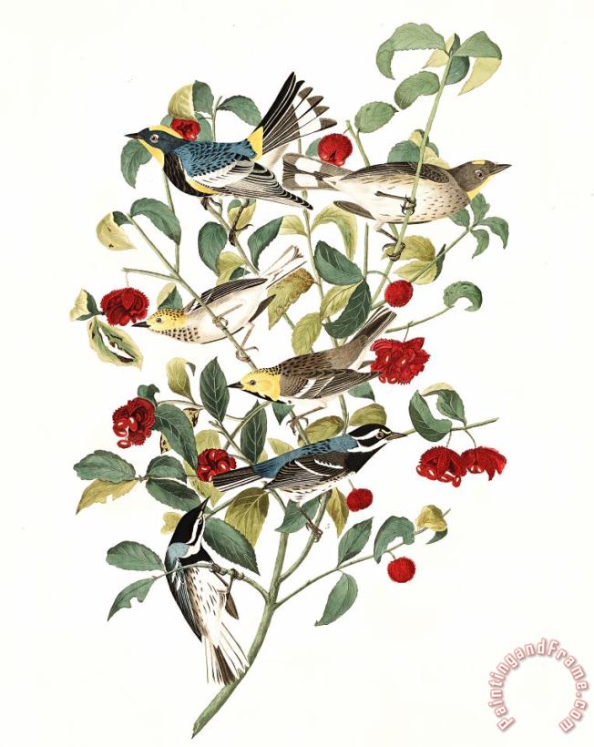 Audubon's Warbler, Hermit Warbler, Black Throated Gray Warbler painting - John James Audubon Audubon's Warbler, Hermit Warbler, Black Throated Gray Warbler Art Print