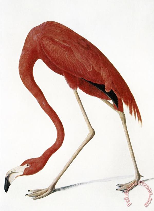 John James Audubon Audubon American Flamingo Art Painting