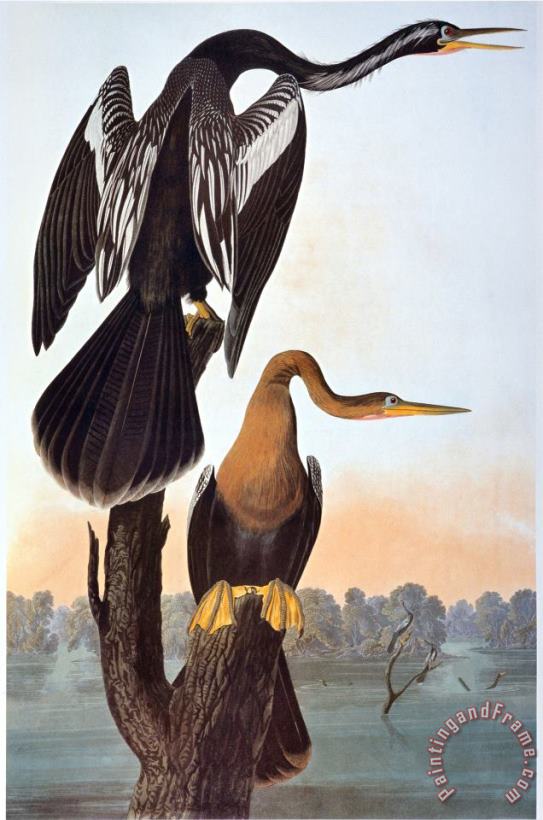 John James Audubon Audubon Anhinga Art Print