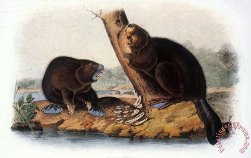 John James Audubon Audubon Beaver 1846 Art Painting