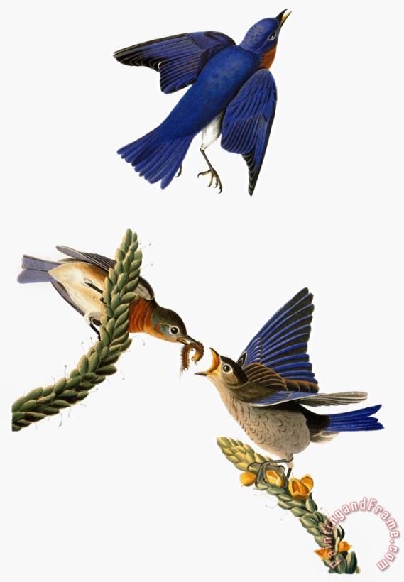 John James Audubon Audubon Bluebird Art Painting
